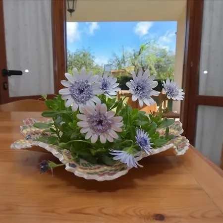 Welcomely - Agave Costa Rei